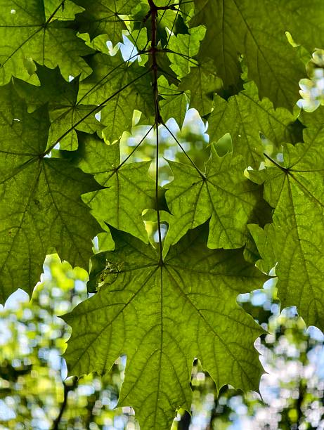 Vibrant green maple leaves