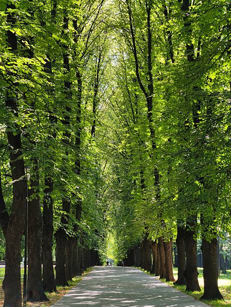 istock Summer in calm beautiful public park in Moscow 2229752336