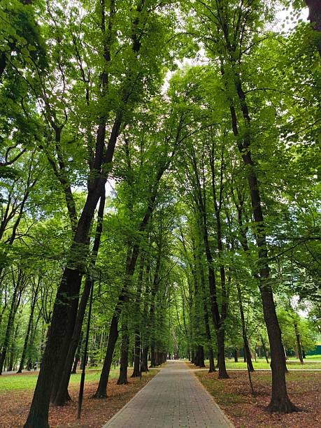 Summer in calm beautiful public park in Moscow