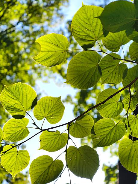 istock Vibrant green leaves illuminated by sunlight thought the foliage 2229752350