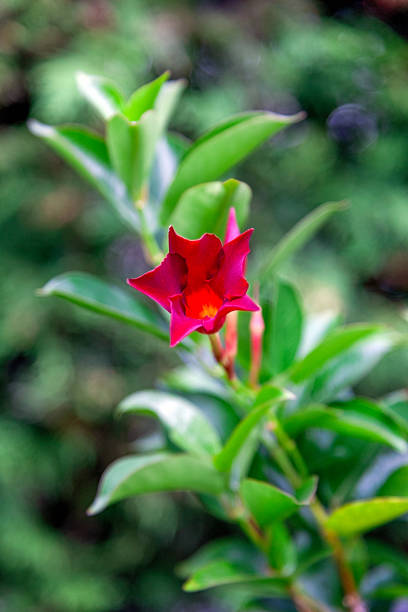 Red flower up close selective focus on subject.