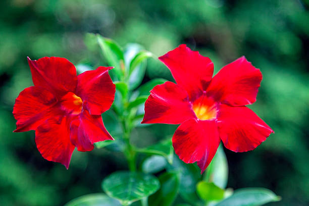 Red flowers up close selective focus on subject.