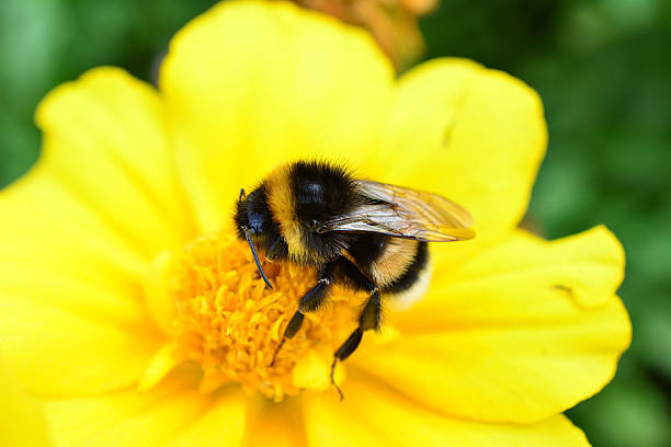 istock macro of Bumblebee Pollinating a Bright Yellow Flower 2229752467