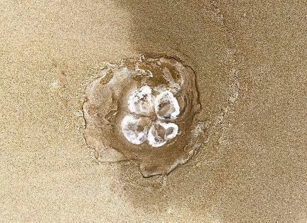 Stranded moon jellyfish  on the beach in South Bethan Beach Delaware