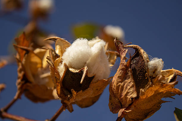 istock Close up of a cotton ball. 2229755370