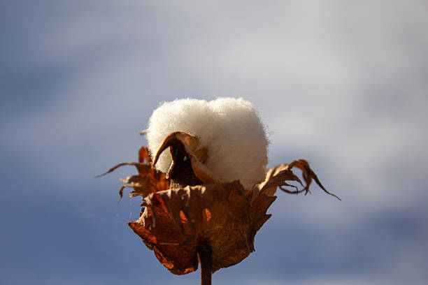 Goiania, Goias, Brazil – July 20, 2025: Close up of a cotton ball on the branch of a cotton plant with the sky in the background.