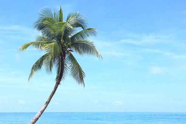 Coconut palm trees by the seaside
