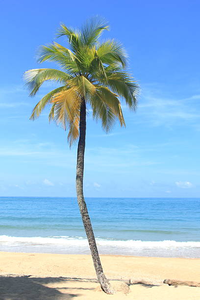 Coconut palm trees in tropical beach