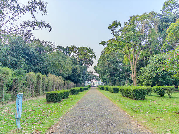 istock cobblestone path lined with manicured hedges and tall trees, leading into a serene park landscape. 2229756387