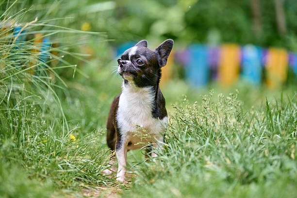 istock Energetic chihuahua in colorful garden setting 2229757007