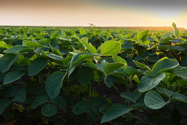 istock Sunrise in soybean field.AI generated image. 2229757511