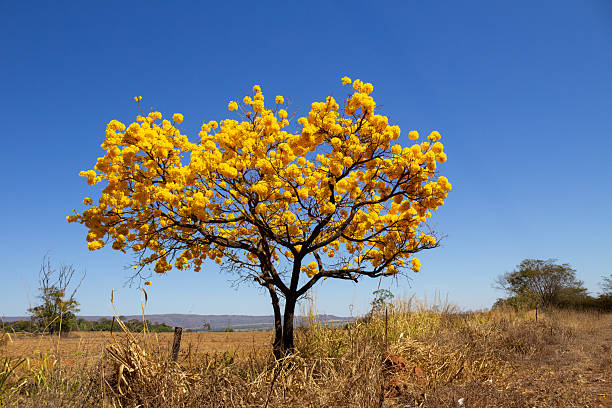 istock Handroanthus albus - Yellow ipe. 2229757557