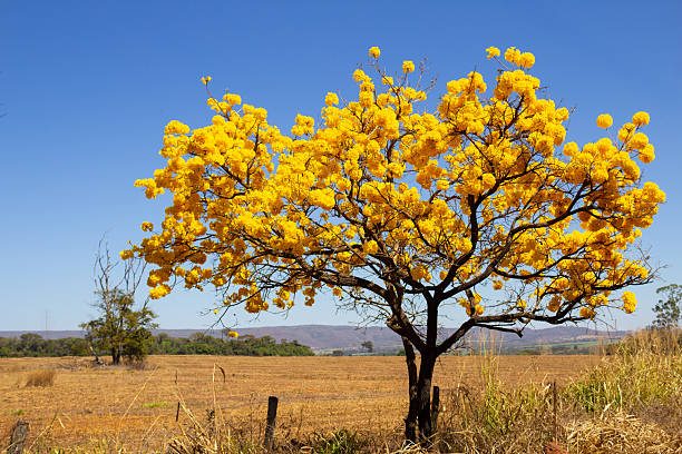 istock Handroanthus albus - Yellow ipe. 2229757566