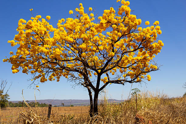 istock Handroanthus albus - Yellow ipe. 2229757583