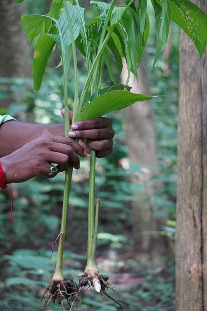 istock Hand Holding Uprooted Plant in Forest 2229757642