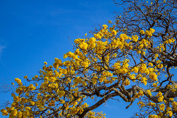 istock Handroanthus albus - Yellow ipe. 2229757652