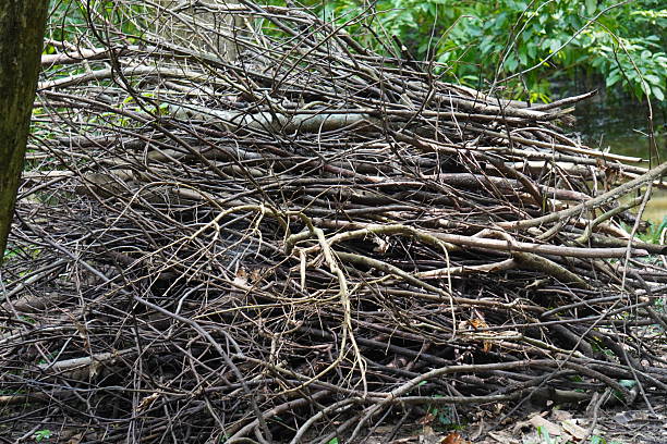 Large pile of dry branches and twigs stacked in green forest clearing