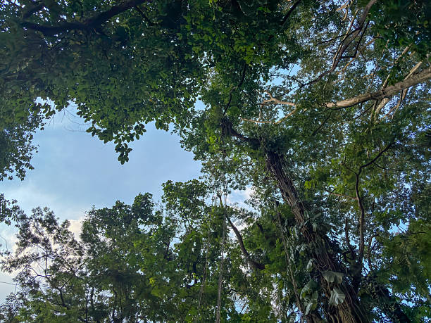 upward view of a dense tropical tree canopy and intertwining vines, with a patch of bright blue sky peeking through the lush foliage.