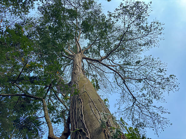 towering tree with a straight trunk and vines clinging to its bark, with branches spreading towards a bright blue sky.