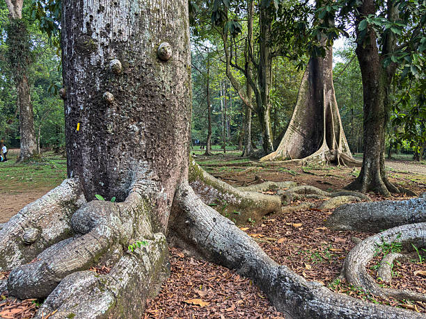 A majestic tree with sprawling branches covered in lush greenery, set in a dense, verdant forest. Sunlight filters through the leaves, creating a serene and tranquil atmosphere.