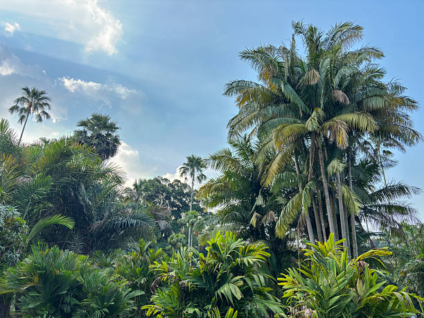 dense, lush canopy of various palm trees (Arecaceae) and tropical foliage under a bright blue sky with scattered clouds.