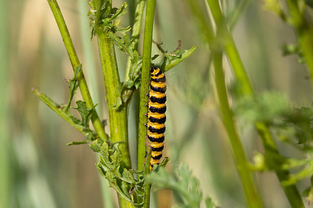 Bright orange and black caterpillar with warning stripes. Feeds on ragwort leaves. Photo taken on Bull Island, Dublin, Ireland.