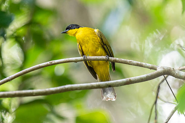 istock Black-capped Bulbul perches gracefully on a slender branch. 2229763610