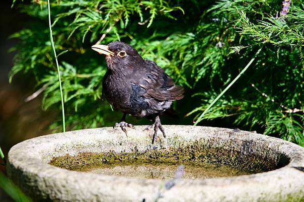 Close up of a young blackbird drinking water from a plate on a garden wall on a summer day