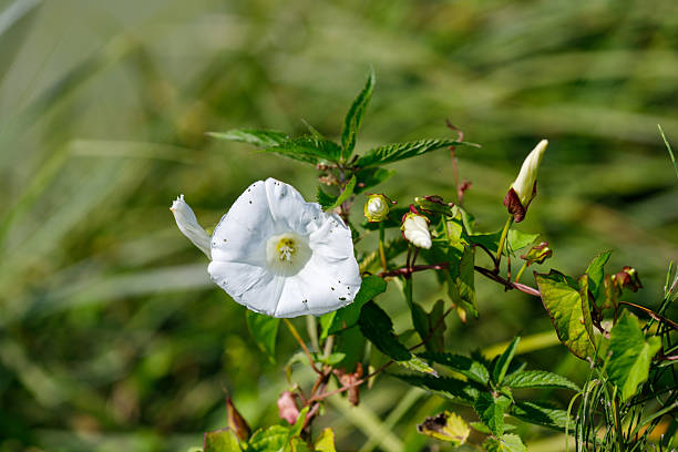 Calystegia purpurata ssp saxicola,  Salt Point State Park; Sonoma County; California Coast. Pacific false bindweed. Western Morning Glory.