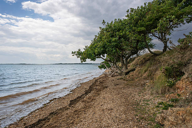 Scenic Shoreline with Shingle Beach and Wind-Swept Coastal Trees Under Cloudy Sky