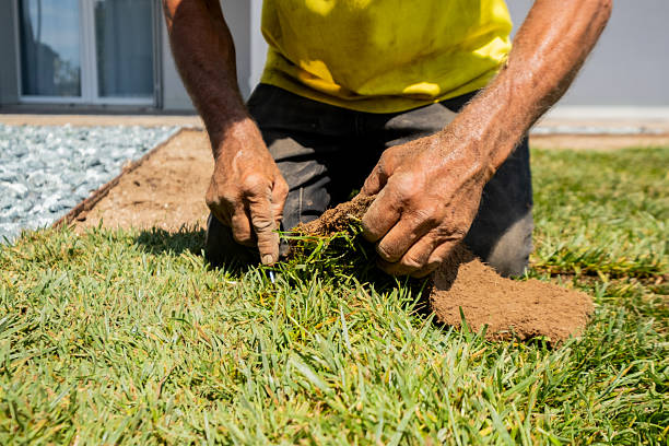 istock Gardener Adjusting Sod Roll on Lawn Installation 2229764846