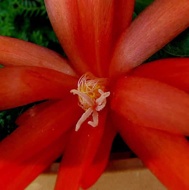 False Christmas Cactus