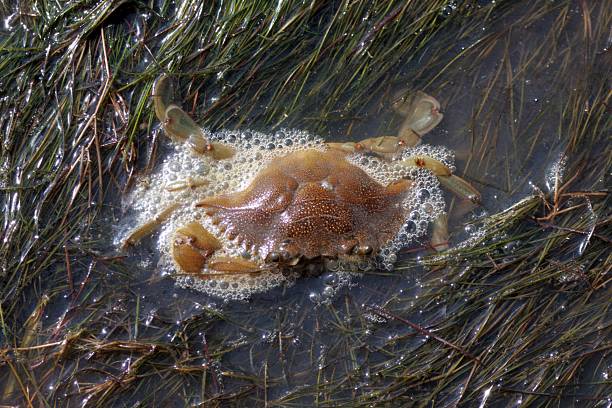 istock Blue crab, Callinectes sapidus, in seagrass 2229767672