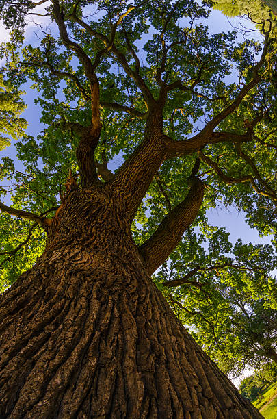 istock Huge oak tree on sunny summer day 2229767964