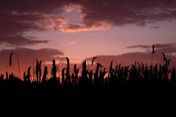 Sunset on summer hot dry grain field in Krkonose mountains