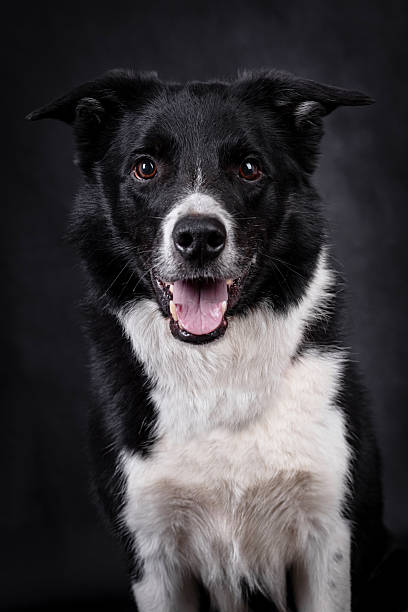 istock the portrait of happy Mongrel, Mutt  Dog 2229769794