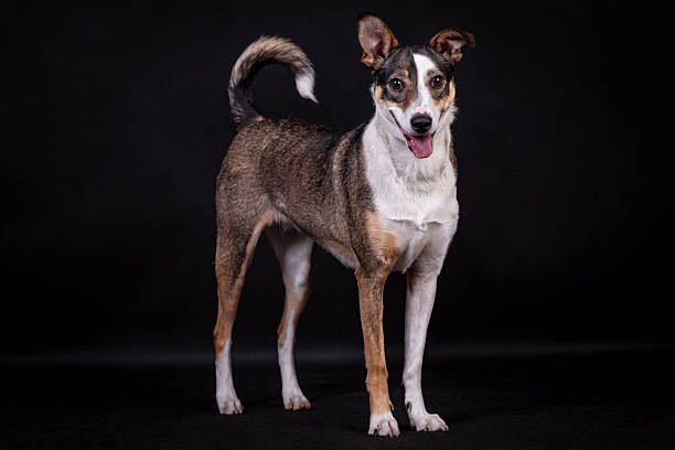 istock the portrait of happy Mongrel, Mutt  Dog 2229770708