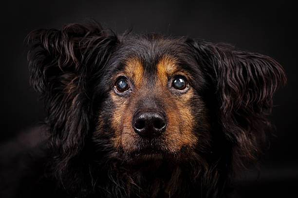 istock the portrait of happy Mongrel, Mutt  Dog 2229771070