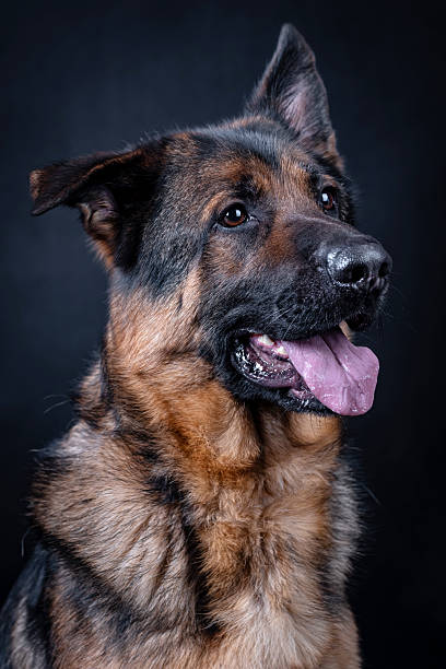 istock the portrait of happy Mongrel, Mutt  Dog 2229771075