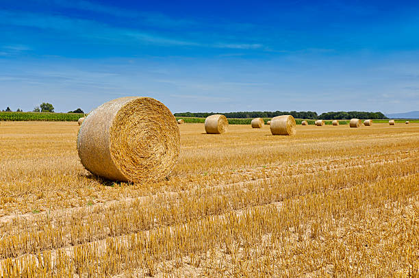 istock Round bales of straw rolled up on field 2229774666