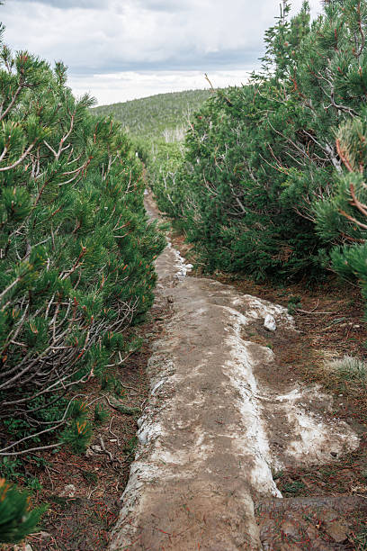 Trampled, dirty snow on a spring hiking trail through mountain pine trees in the Karpacz Mountains, Poland. High quality photo