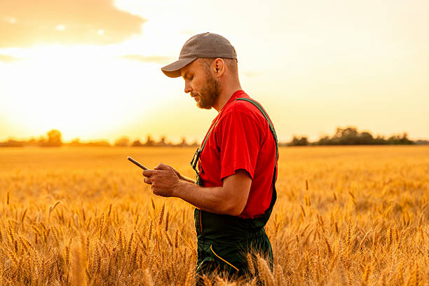 istock Rural farmer using smartphone for smart farming in wheat field 2229780289