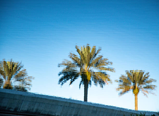 Palm trees stand beside water reflecting their shapes under bright sun. The sky is clear and blue. Blue background, summer vacation and travel concept