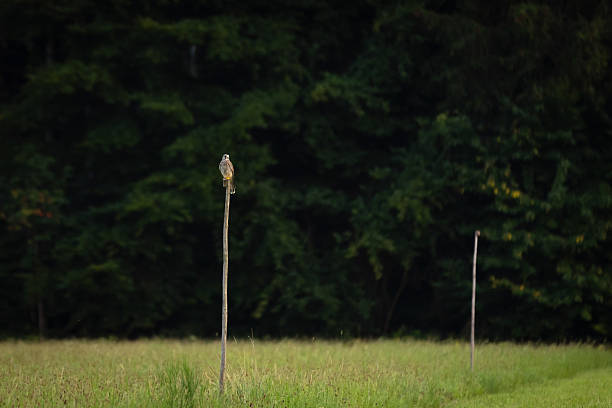 Kestrel is standing on pole with blurry nature background.Schäftlarn / Munich - Germany.