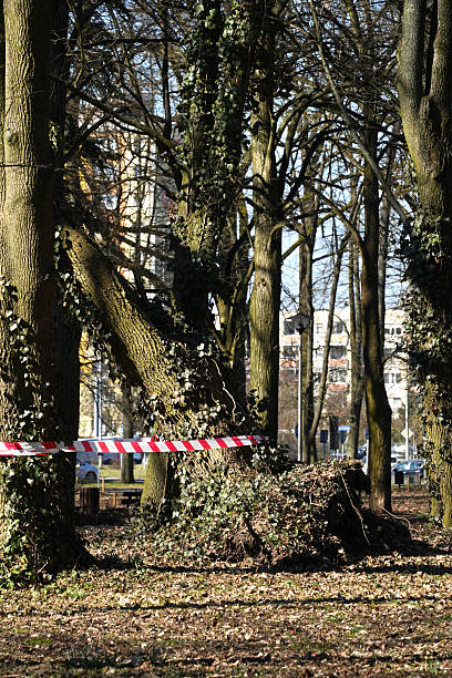istock Warded by a red white tape dangerously tilted old tree in city park 2229787269