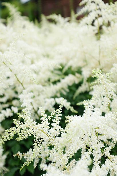 White fluffy flowers, White Astilbe