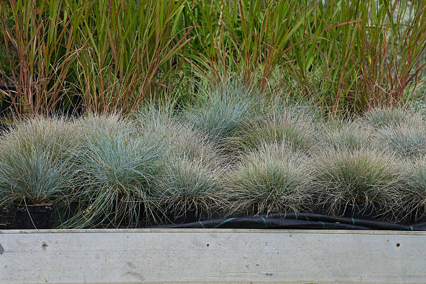 istock Decorative l plant Festuca glauca (lat: Festuca glauca) in close-up. 2229787527