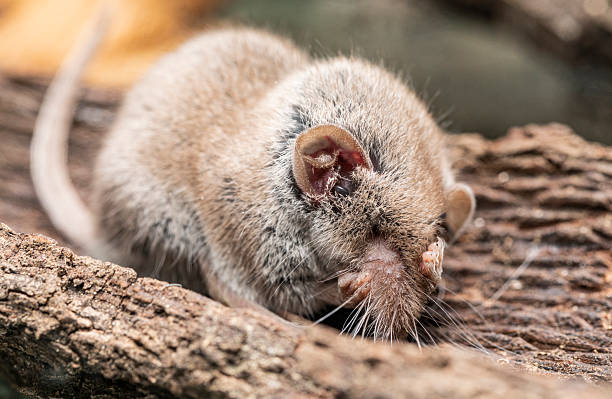 Shrew with a big tick problem.