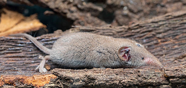 Shrew with a big tick problem.