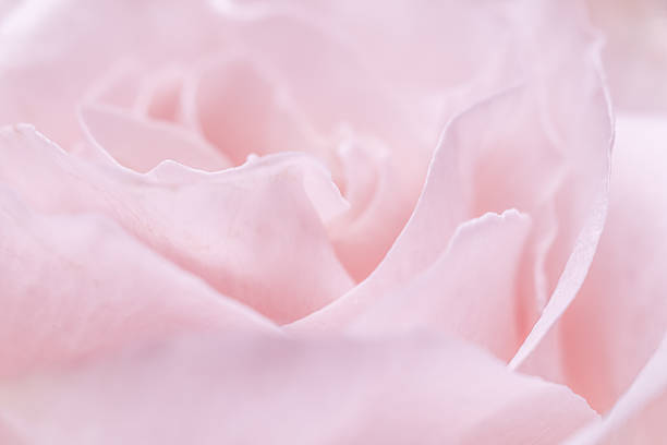 istock Pink pale rose flower petals, soft focus. Macro flowers backdrop 2229795240